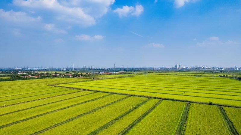 农产品批发供应链管理规范：ISO标准下的实践与解读