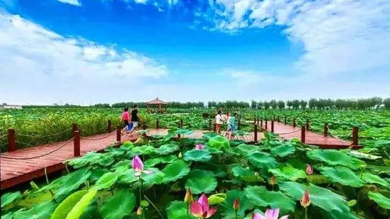 设施农业大棚：揭秘其造价构成与影响因素