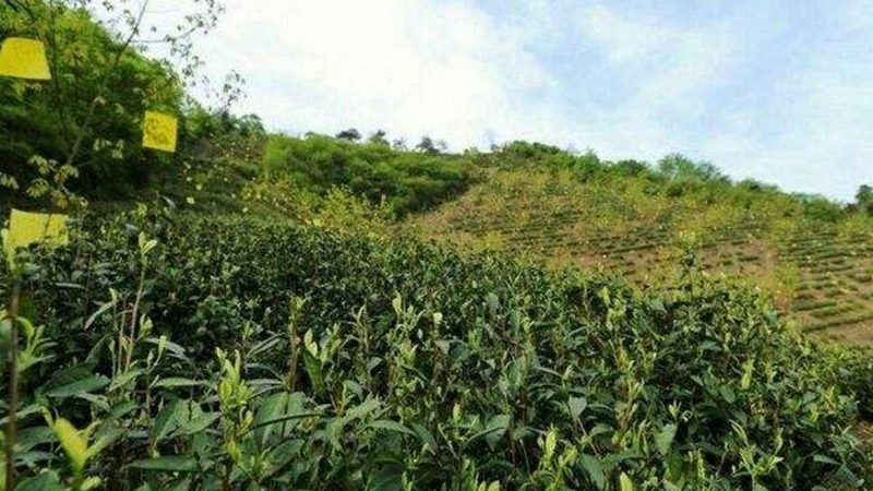 农产品批发电商平台报价单：如何解读与选择