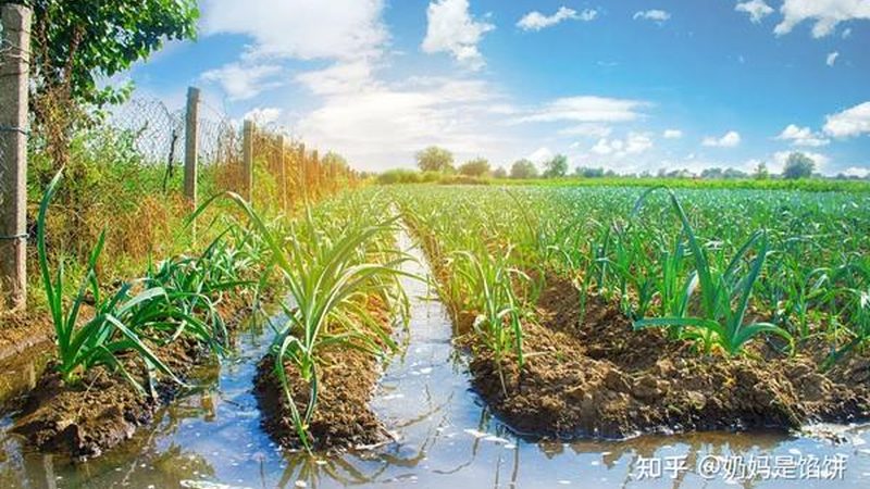 有机蔬菜与有机肥：共生共荣的绿色之道