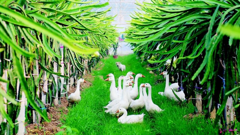 蓝莓种植间距：如何平衡土壤健康与产量提升